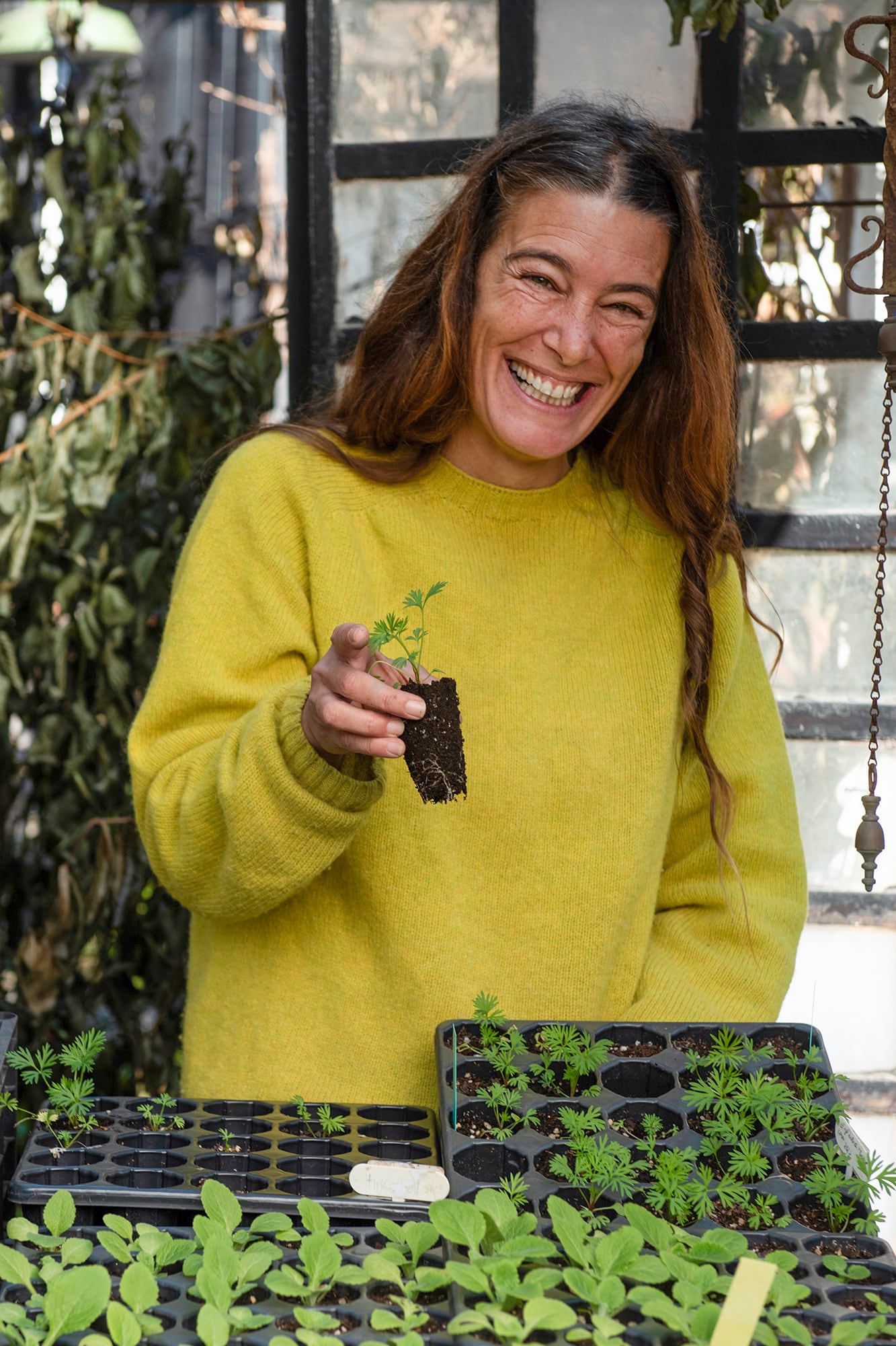 Plantines de espuelas de caballero que pueden llevarse al cantero en esta época