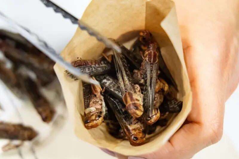 En la cocina mexicana se vienen utilizando los insectos como parte de los platos