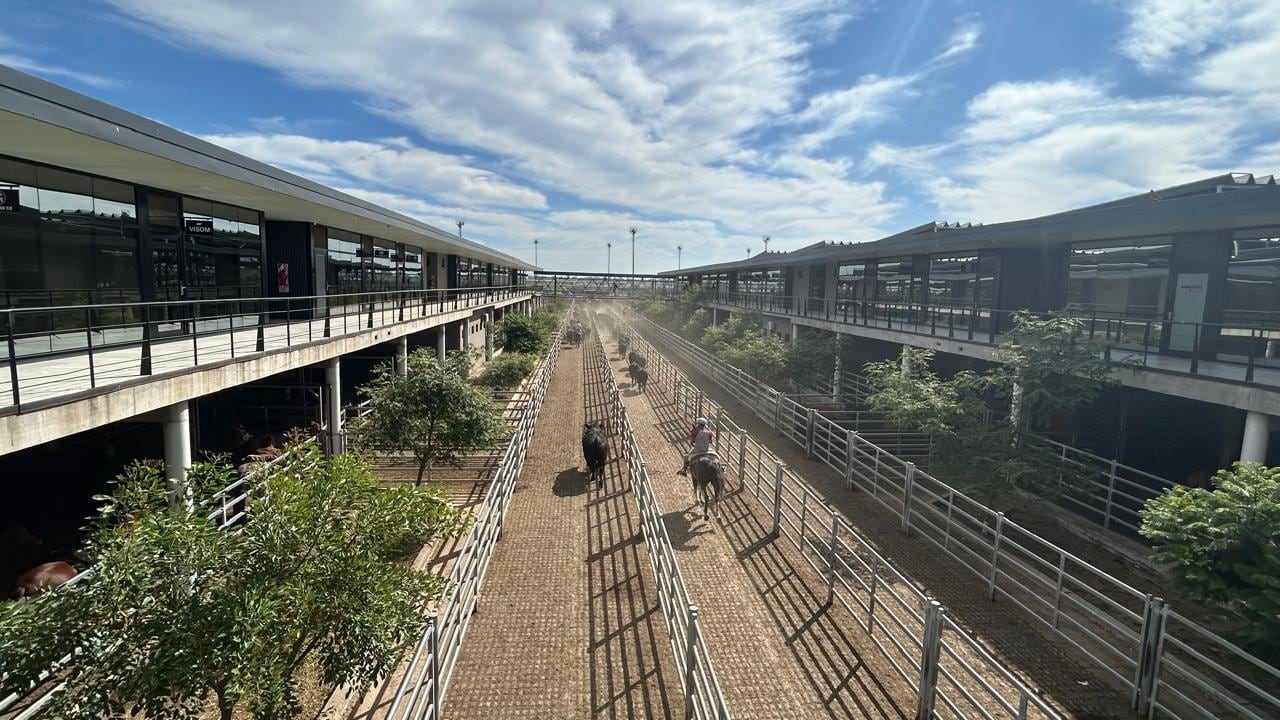Vacunos: comienzo de semana con altibajos en el Mercado Agroganadero de Cañuelas
