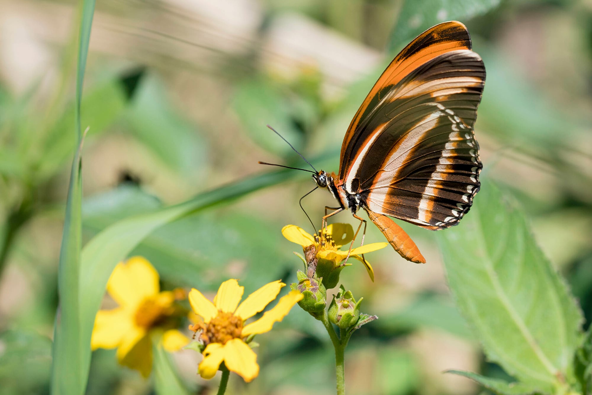 Un jardín monótono, aunque esté prolijo, difícilmente atraerá fauna