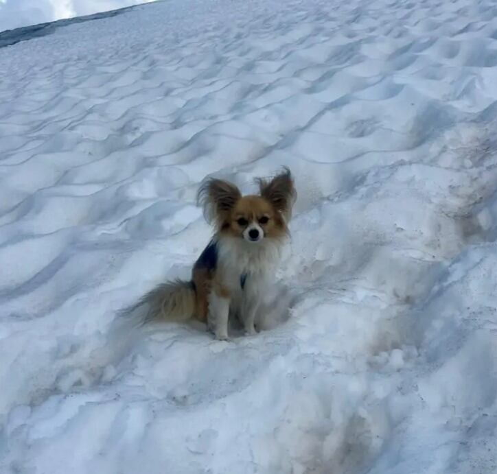 Cuando el helicóptero aterrizó, el viento de las aspas lanzó a Filip hacia atrás.