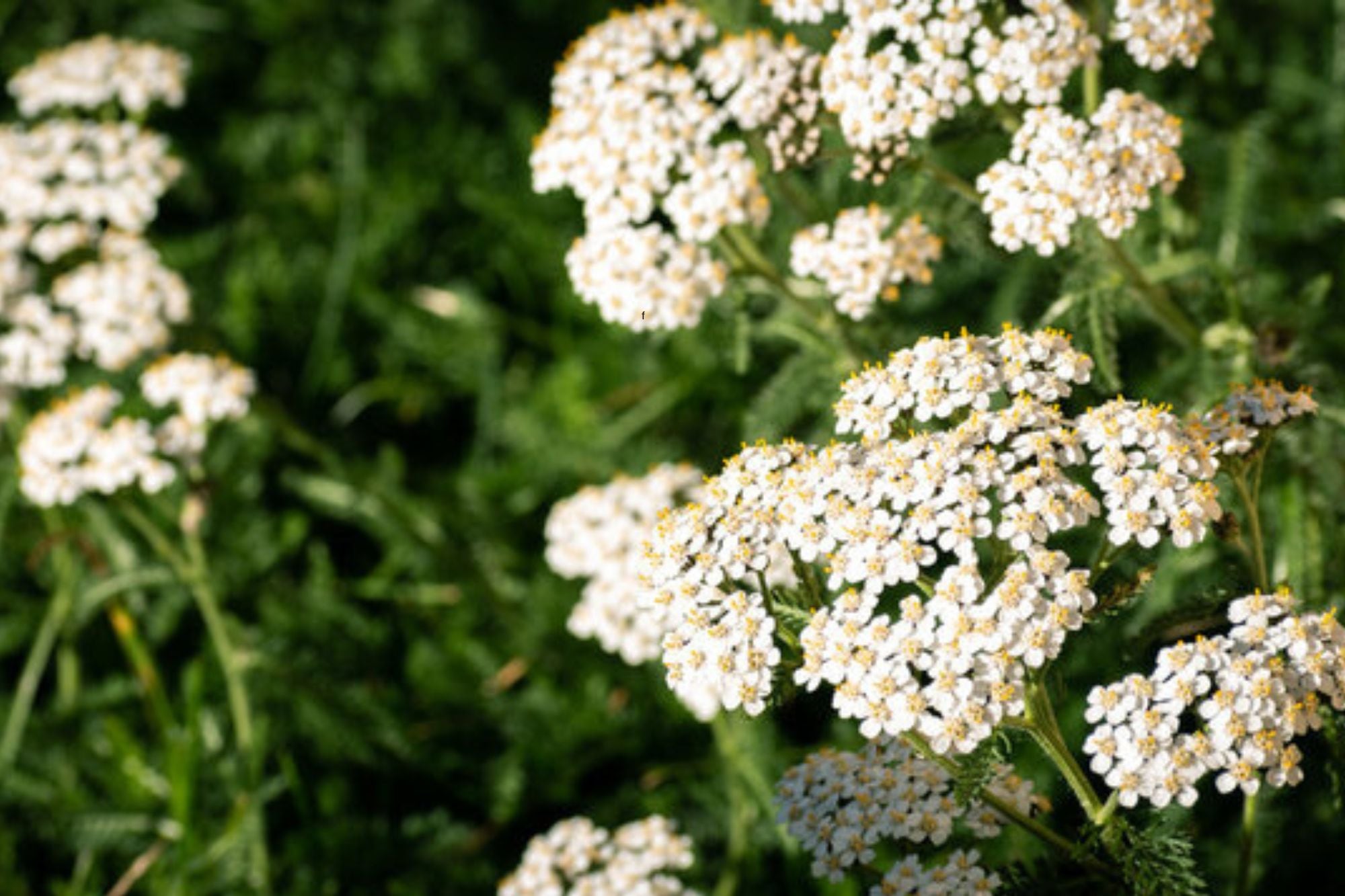 Las cinco plantas para sembrar en noviembre y disfrutar de un jardín colorido en verano 10 Sus flores atraen insectos beneficiosos y se pueden usar con fines medicinales