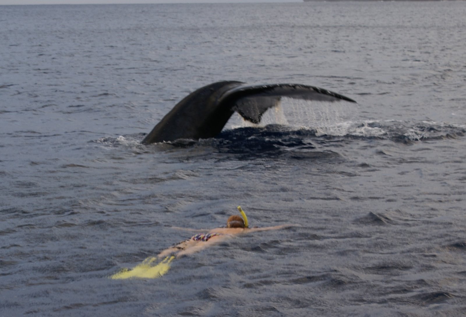 Marisa Bianco nadando entre ballenas
