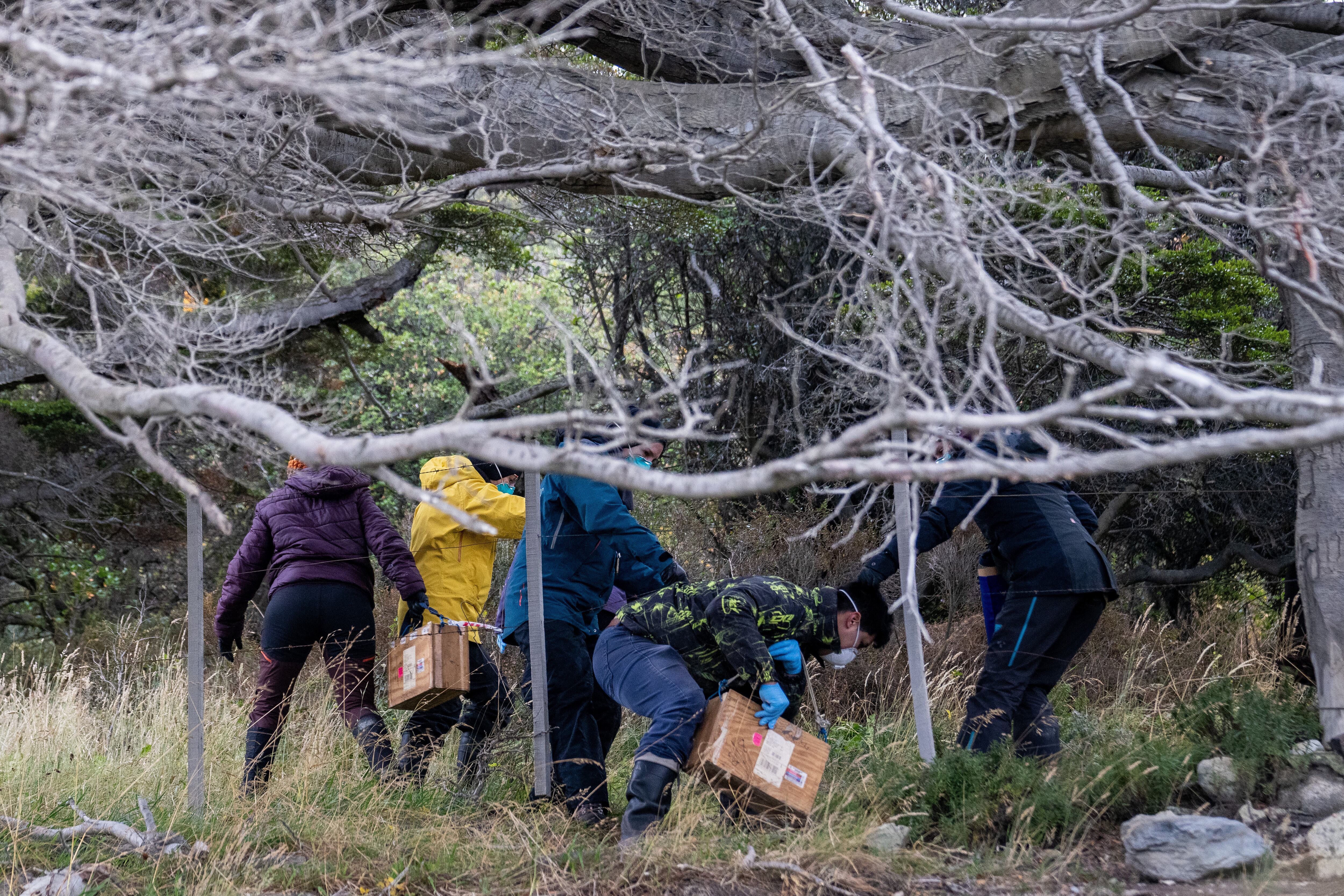 Científicos argentinos recolectan trampas colocadas en distintos puntos de Ushuaia, Argentina, el martes 19 de mayo de 2026, como parte de una investigación para hallar la fuente del brote de hantavirus en el crucero MV Hondius (AP Foto/Lujan Agusti)
