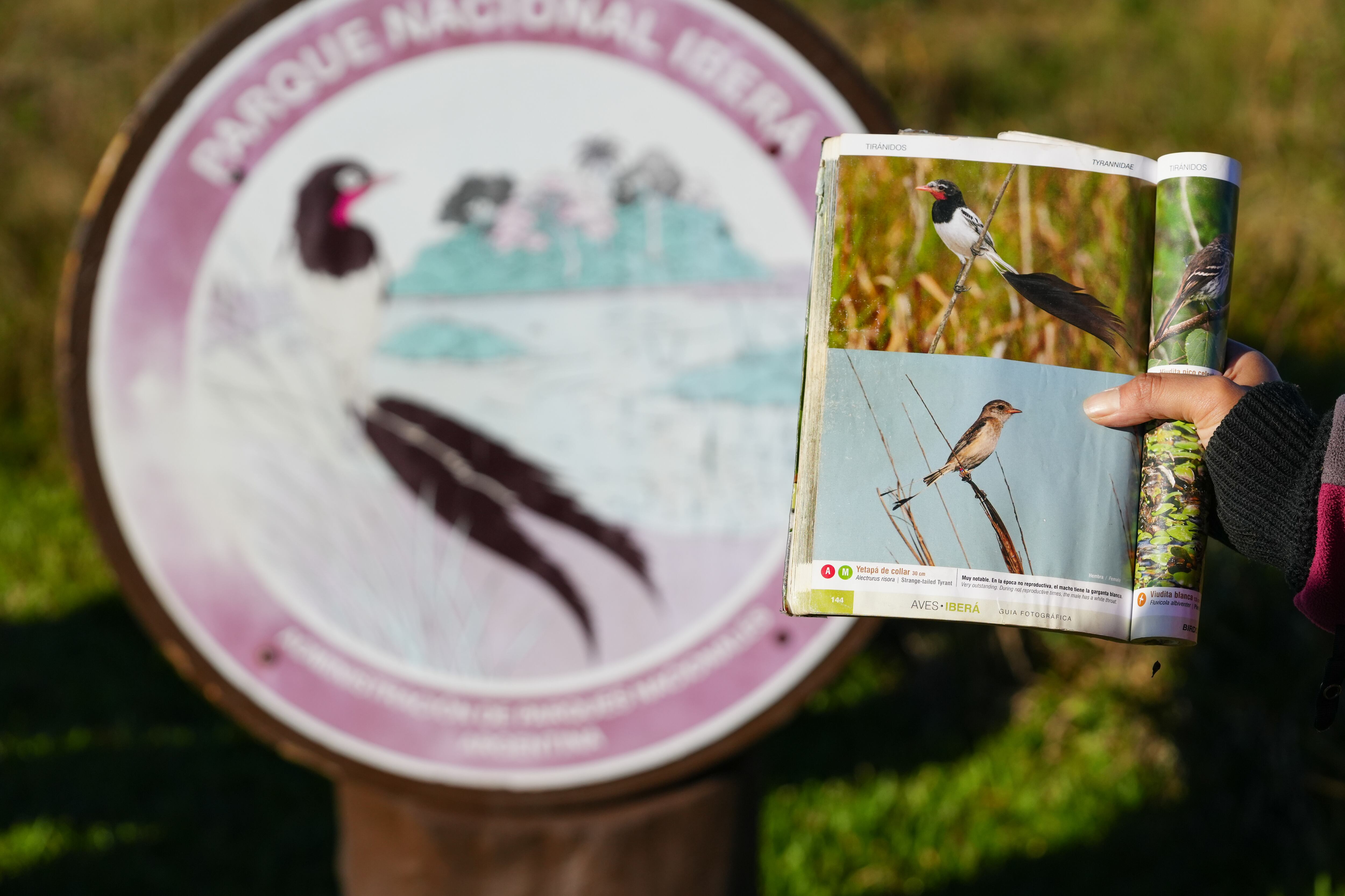 El yetapá de collar es emblema del Parque Nacional Iberá.
