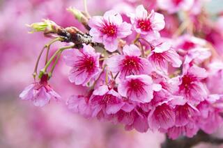 Los cerezos del Jardín Japonés ya están en flor y lo tiñen de rosa