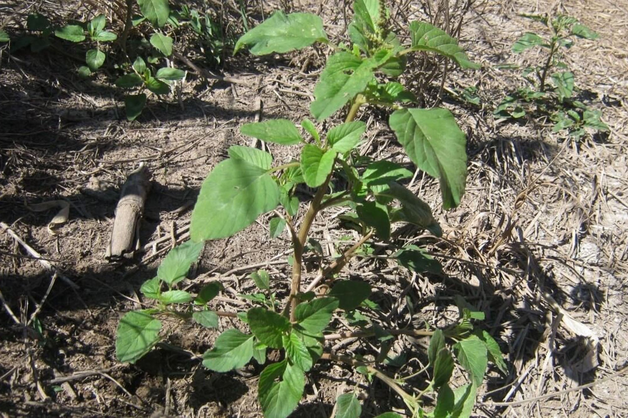Malezas