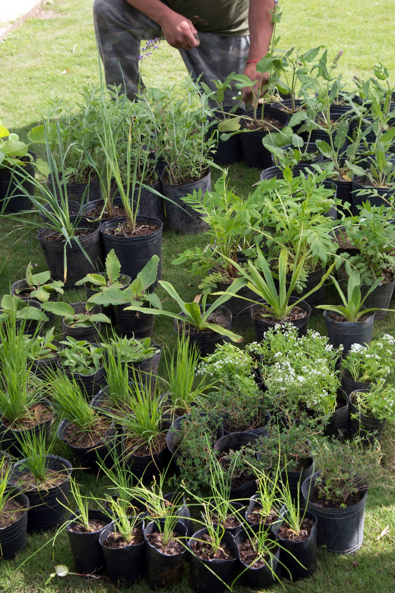 La planta perfecta del vivero no siempre se adapta a las condiciones reales del jardín