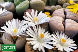 Las plantas que están de moda, casi no necesitan agua y sorprenden con sus flores