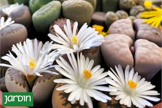 Las plantas que están de moda, casi no necesitan agua y sorprenden con sus flores