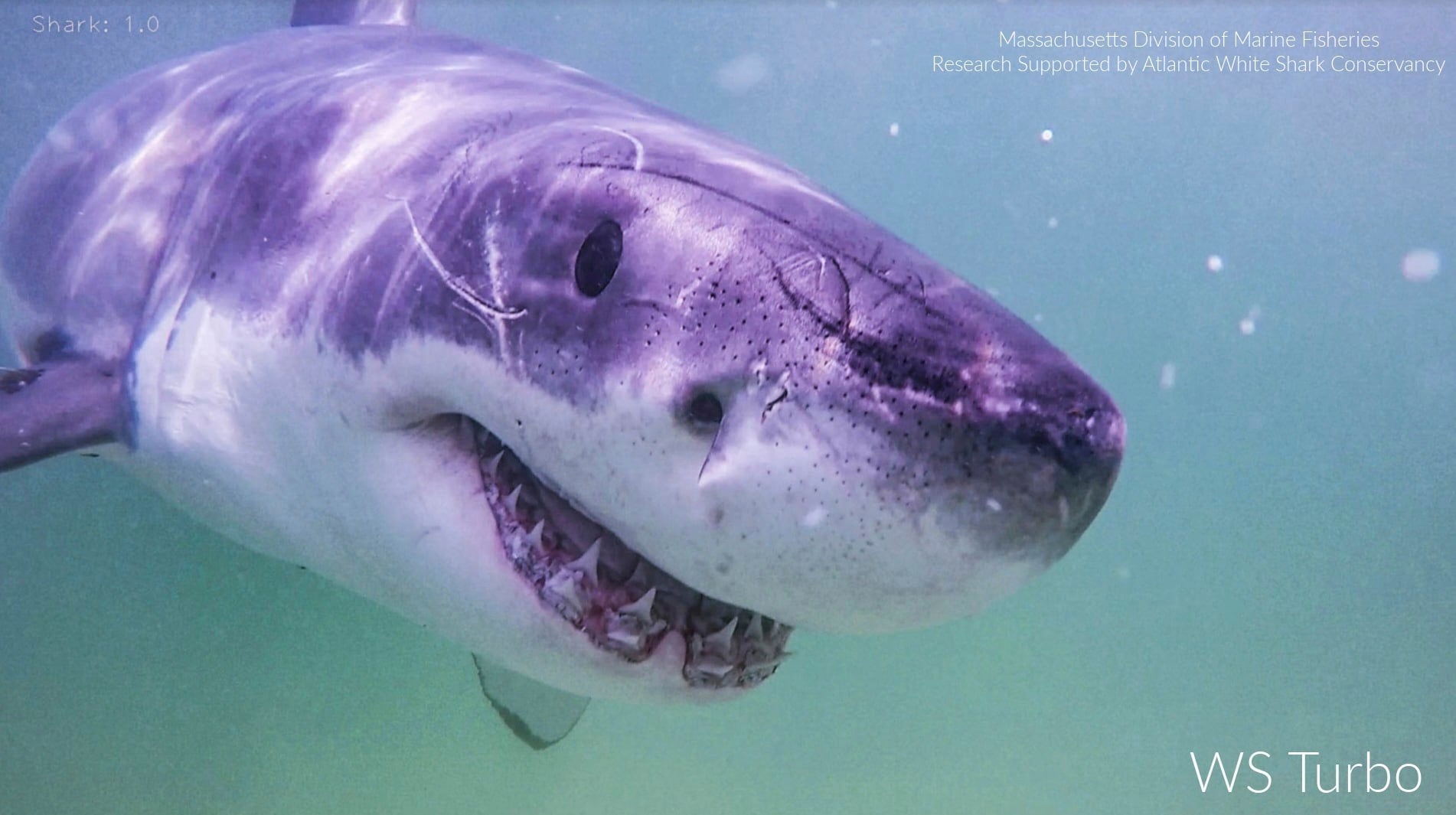 Esta imagen sin fecha proporcionada por Atlantic White Shark Conservancy y la División de Pesca Marina de Massachusetts muestra un gran tiburón blanco llamado Turbo. (Atlantic White Shark Conservancy y División de Pesquerías Marinas de Massachusetts vía AP)