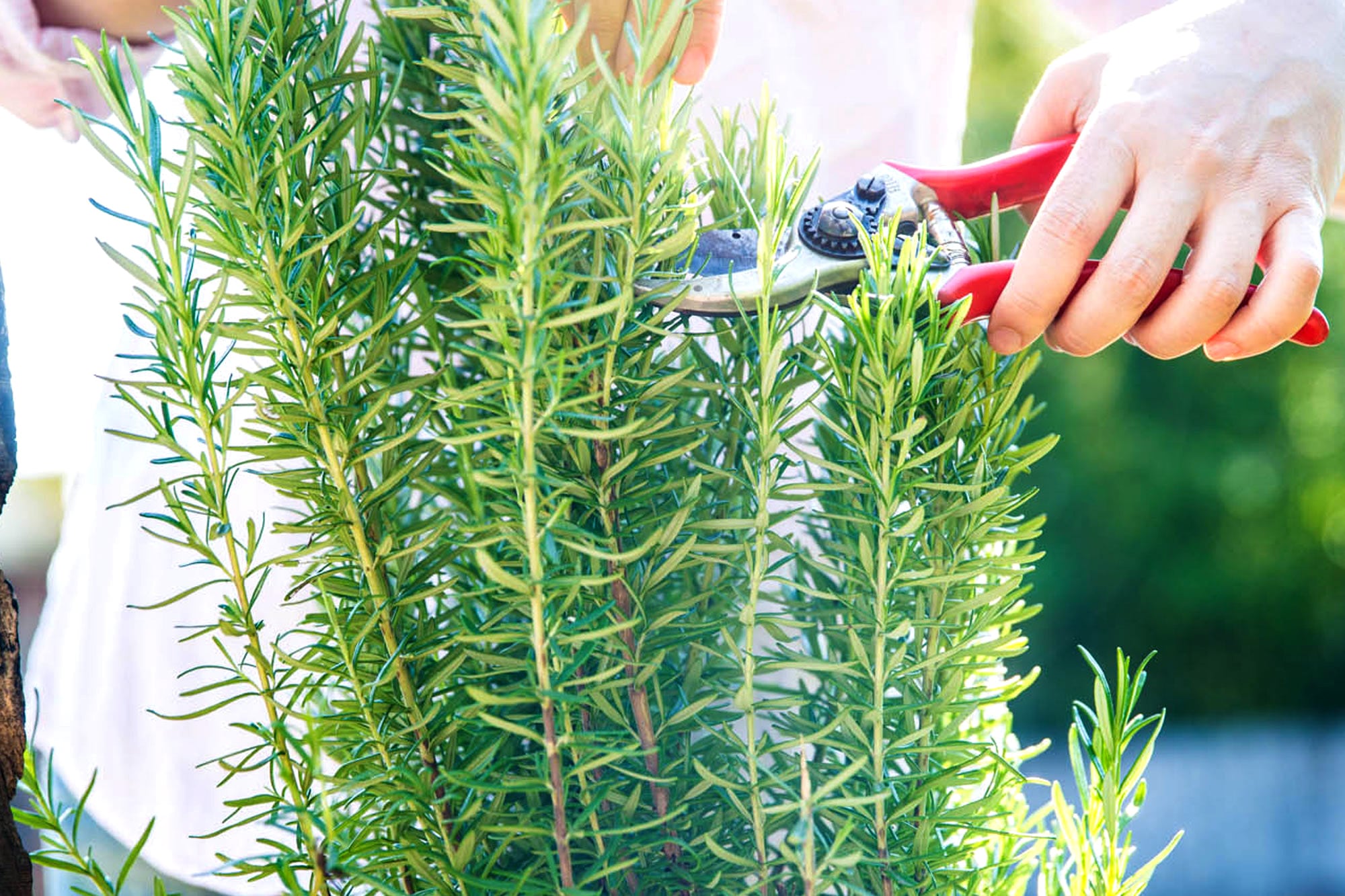 Licuar romero y vinagre: una mezcla poderosa que tiene una gran función para la casa y la limpieza