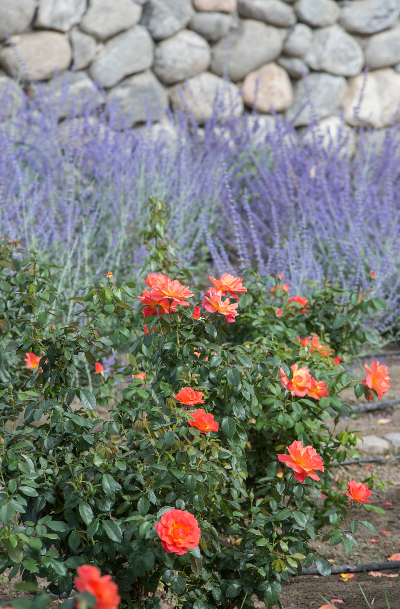 Los ramilletes de floribundas llenan de color de un solo golpe de vista