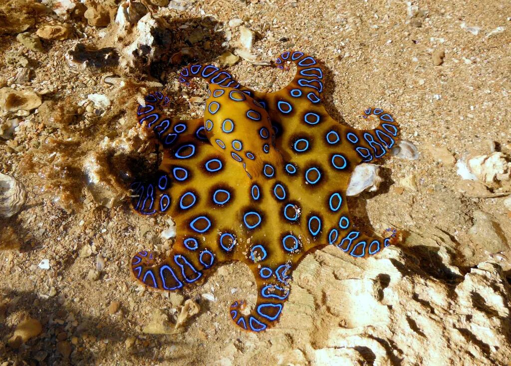 EL pulpo de anillos azules es un animal de aspecto pequeño que vive en corales y zonas poco profundas del océano Pacífico e Índico