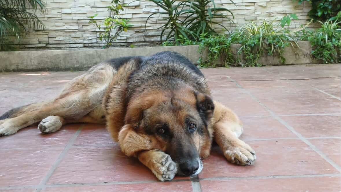 Lo abandonaron enfermo y, con el último aliento, llegó a la entrada de un barrio: “Fue difícil acercarse del olor que tenía”