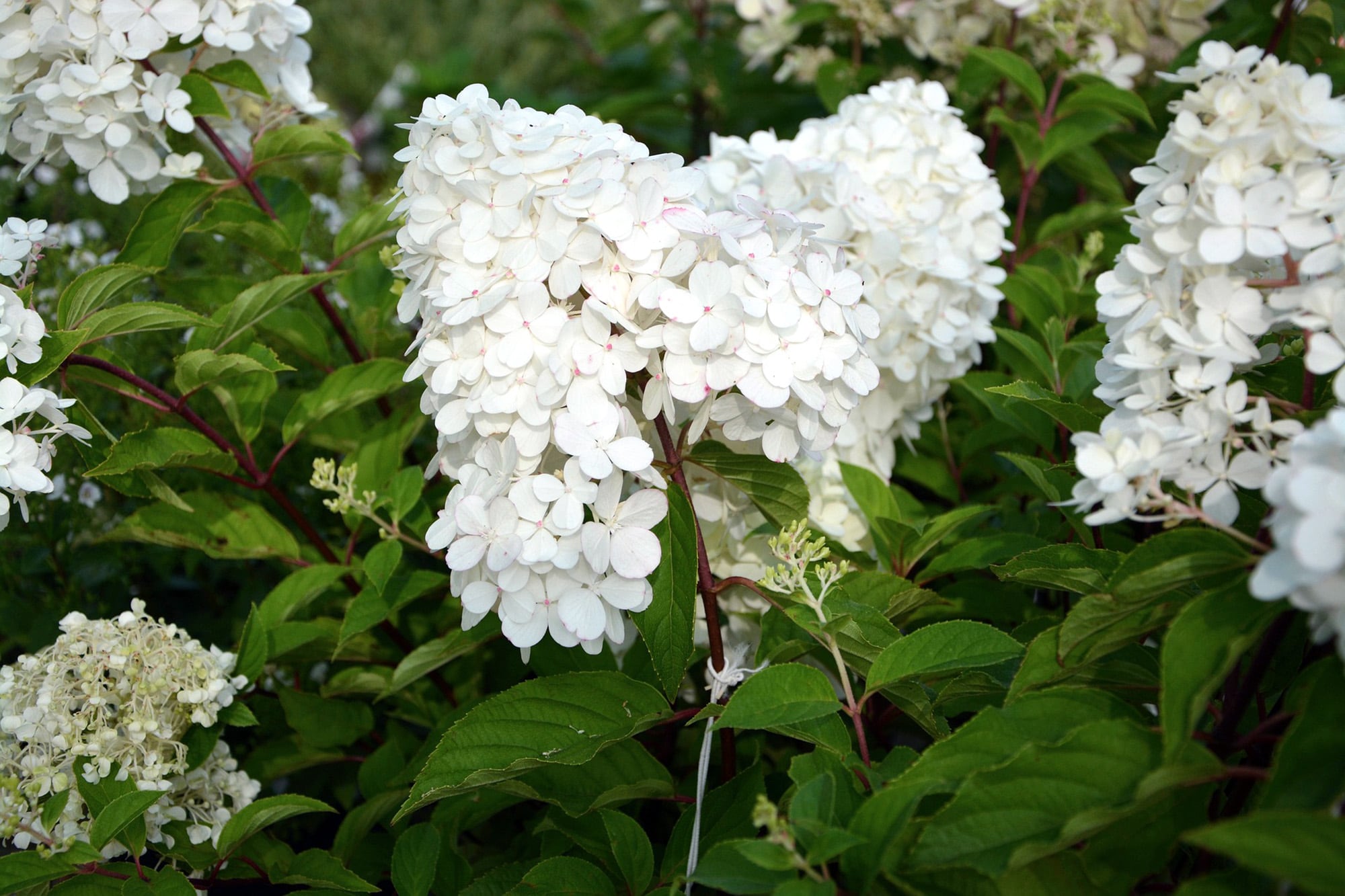 Hydrangea paniculata: hortensia de gran tamaño que produce panículas florales entre enero y abril.