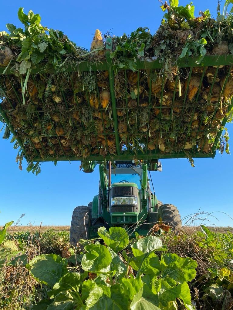 La variedad de la remolacha es la Beta vulgaris