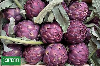 Es uno de los productos preferidos por los cocineros top y tiene su propia celebración en La Plata este finde