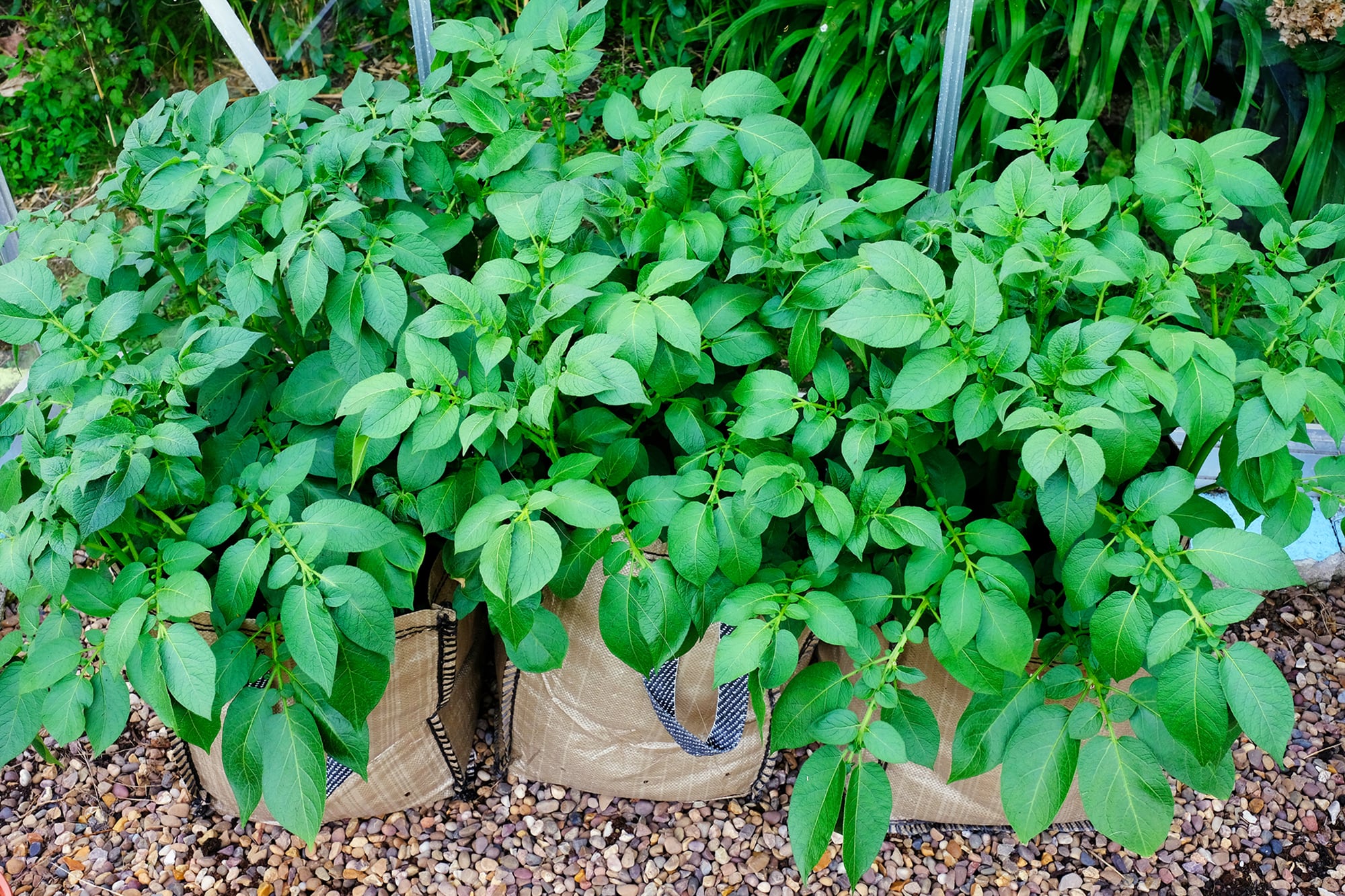Plantas de papa creciendo con vigor en amplias bolsas de cultivo