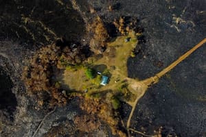Las lluvias llegaron a Corrientes a tiempo para evitar otra catástrofe y así las disfrutaron los animales