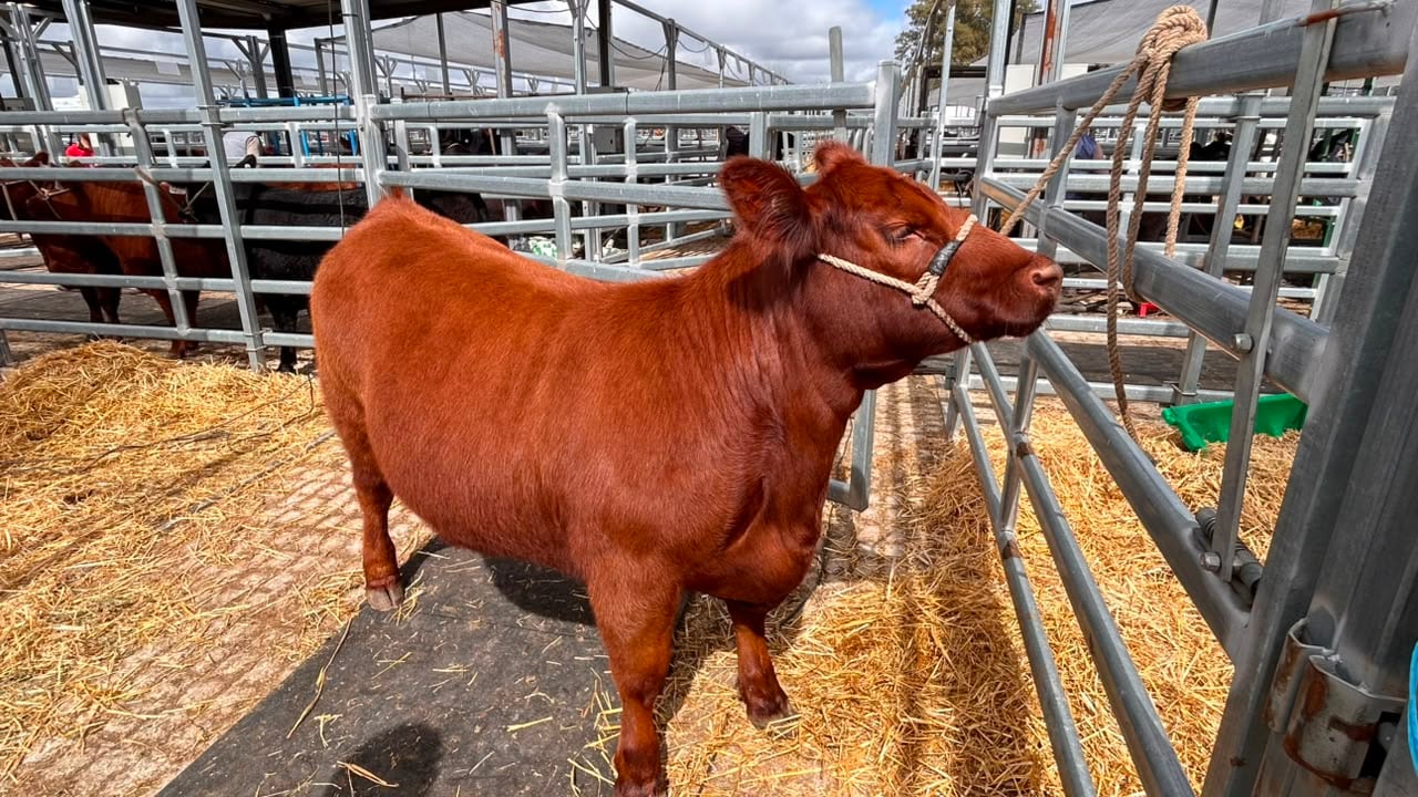 “Aceituna”, una hembra Angus colorada de Córdoba
