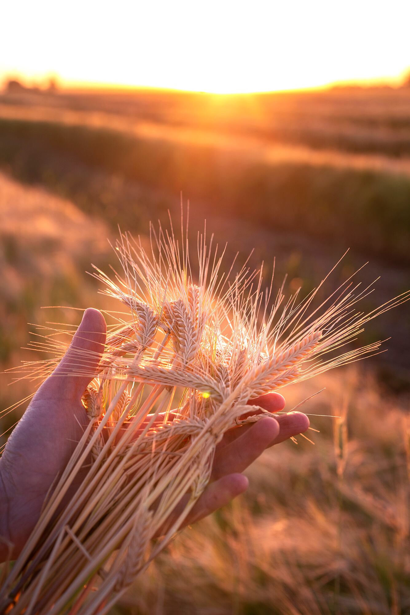 Argentina es uno de los líderes mundiales en producción decebada.