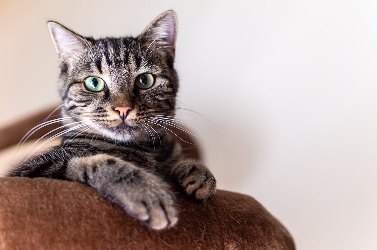 Los gatos son animales sensibles y observadores