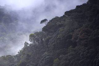 Homo Botanicus, un documental sobre el amor y la fascinación por las plantas