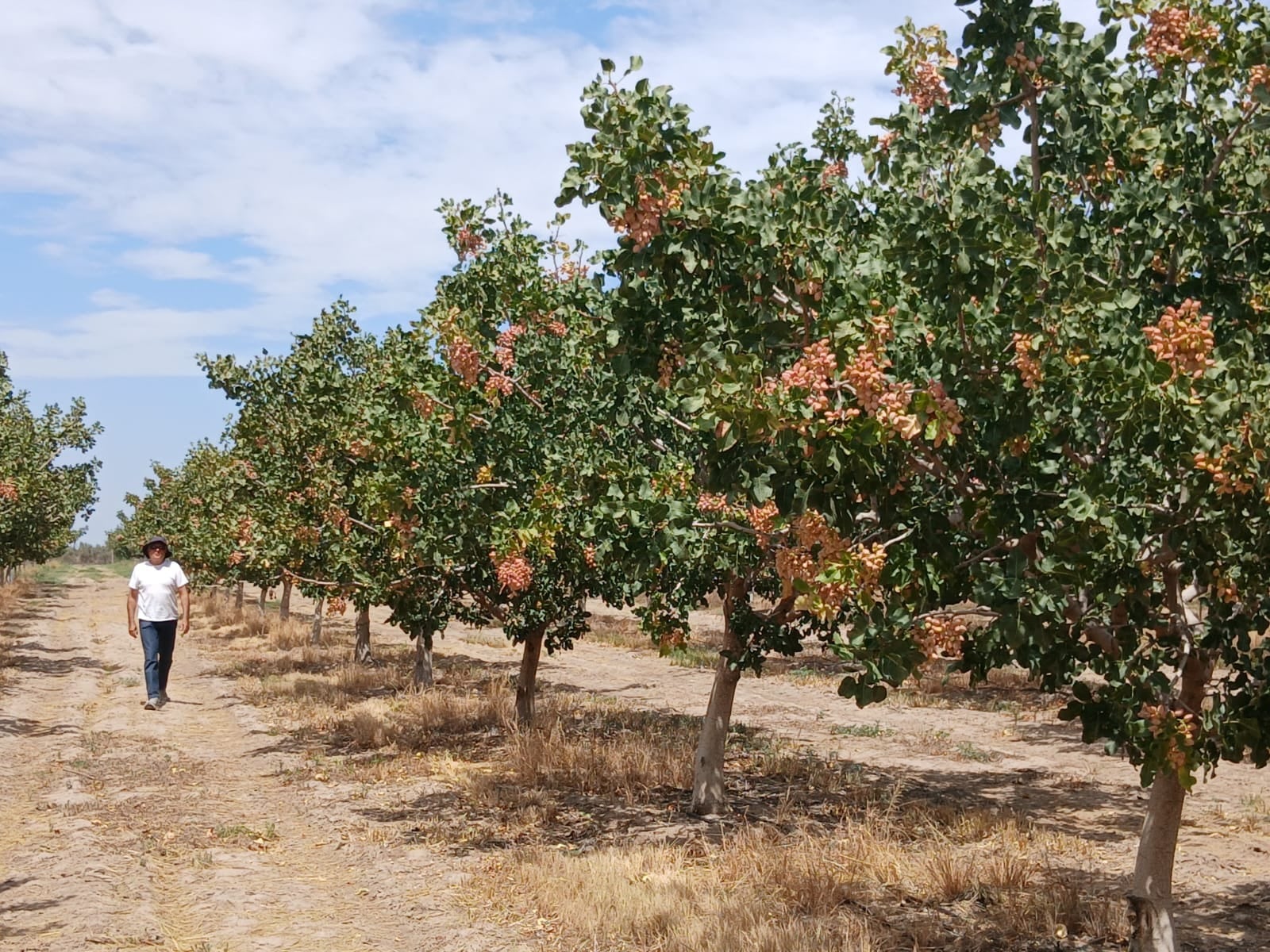 “Métanse en la cereza, el pistacho, tengan vacas”: en una provincia los productores dejan el vino y cambian de rubro