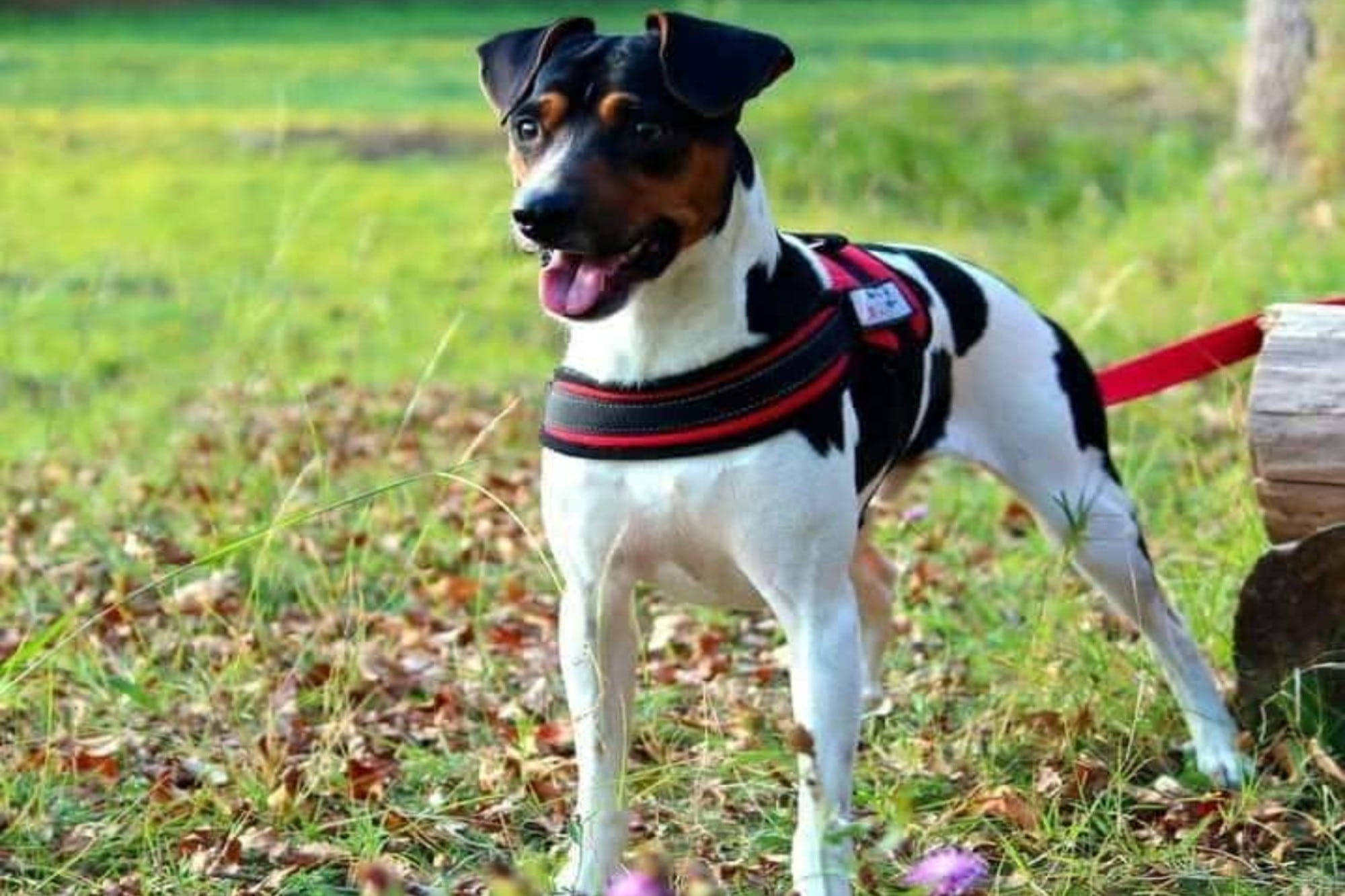 Compañero fiel del gaucho y del trabajo rural, el perro ratonero argentino alegra los días del campo