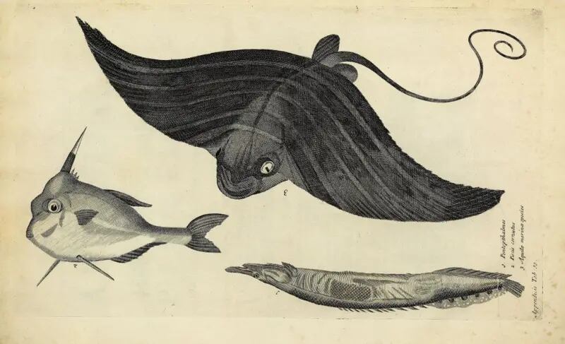 A pesar de su fracaso comercial, hoy en día es un recurso valioso no solo para los historiadores de peces, sino para quienes aprecian sus excelentes ilustraciones