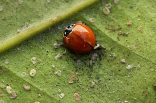 ¿Por qué los insectos nos necesitan?