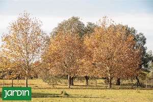 Descubrí qué árbol se adapta mejor a tu jardín