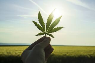 Cómo big data e inteligencia artificial articulan la industria del cannabis