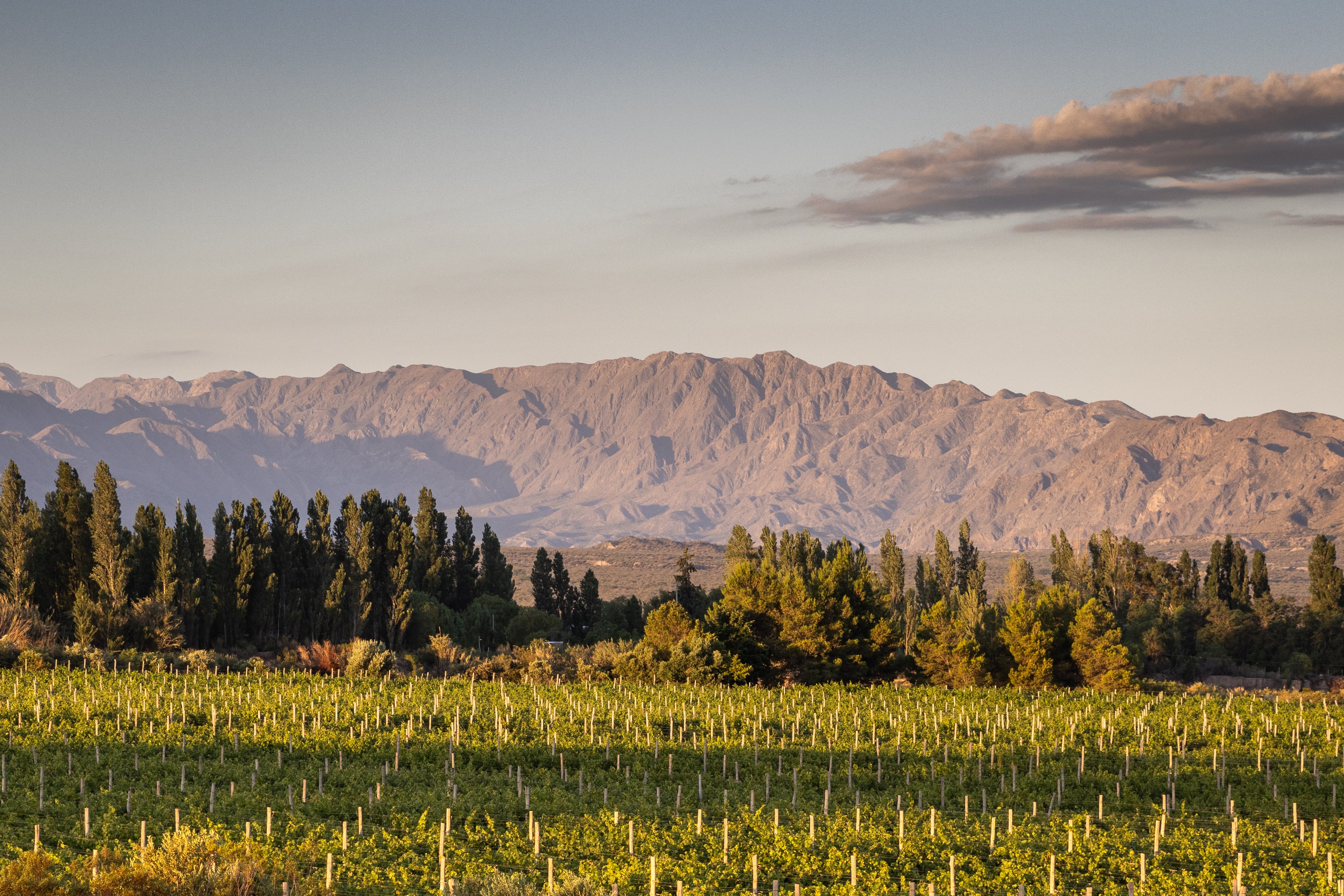 Una vista privilegiada de los viñedos desde la Bodega Graffigna Yanzón