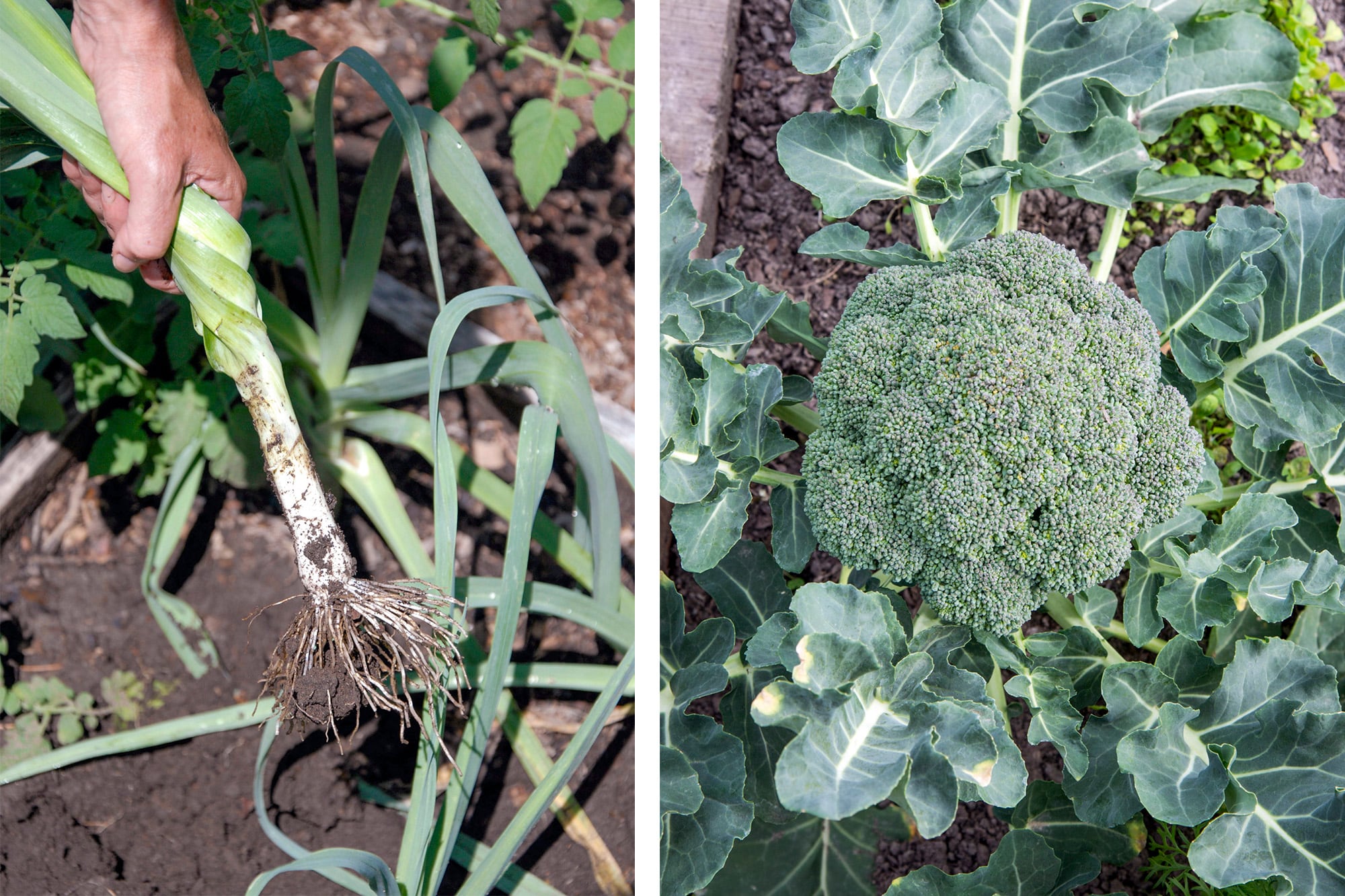 Tener una huerta no solo proporciona alimentos sino que se aprenden a respetar los ciclos de la naturaleza observando el momento óptimo de cosecha