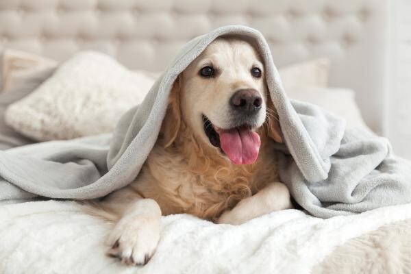 Se recomienda que los perros duerman en un ambiente cálido y resguardado del frío