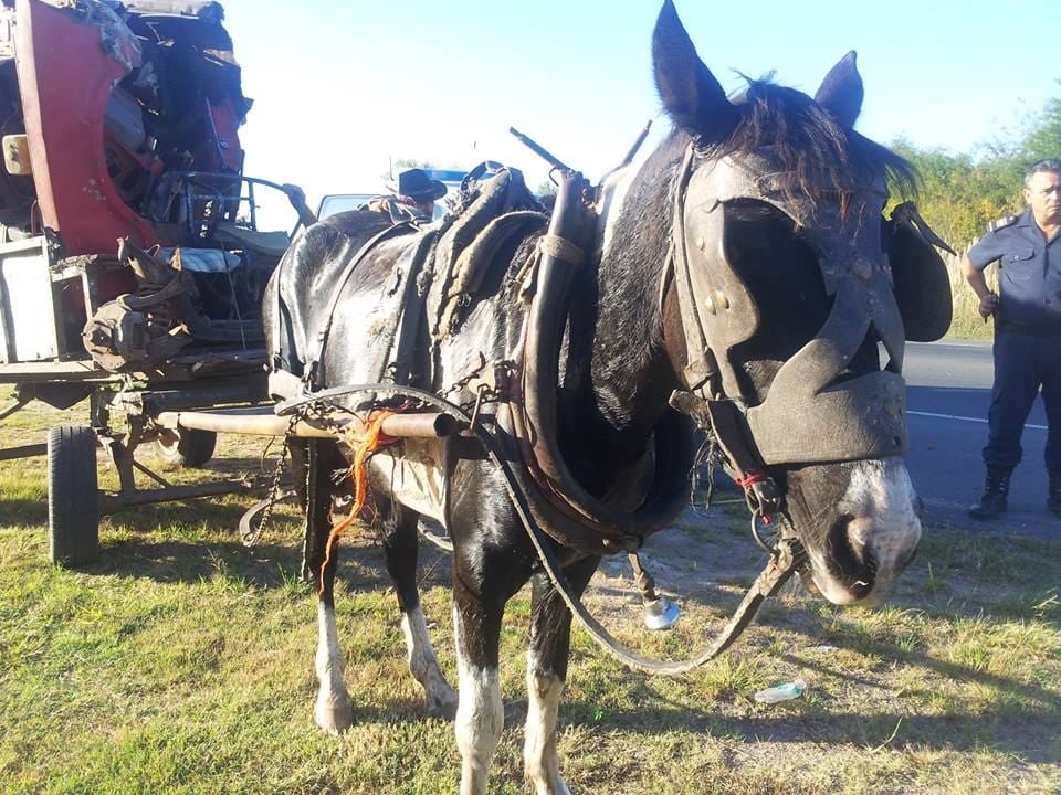 Tiraba de un carro de 3 toneladas y casi muere desplomada cuando una veterinaria la vio: “Peleó por su vida y la de alguien más”