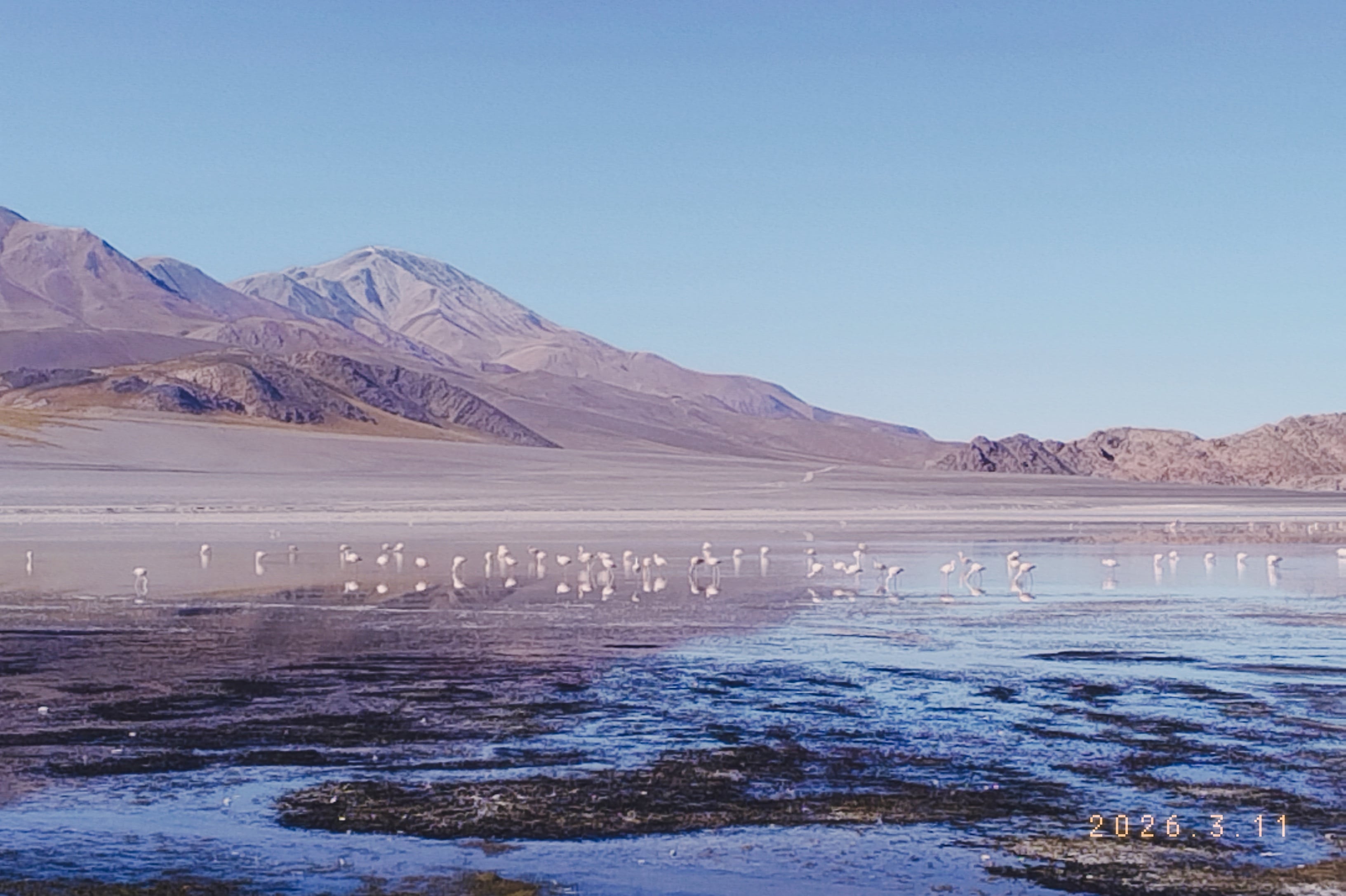 Miles de parinas y flamencos en Laguna Grande, en Catamarca