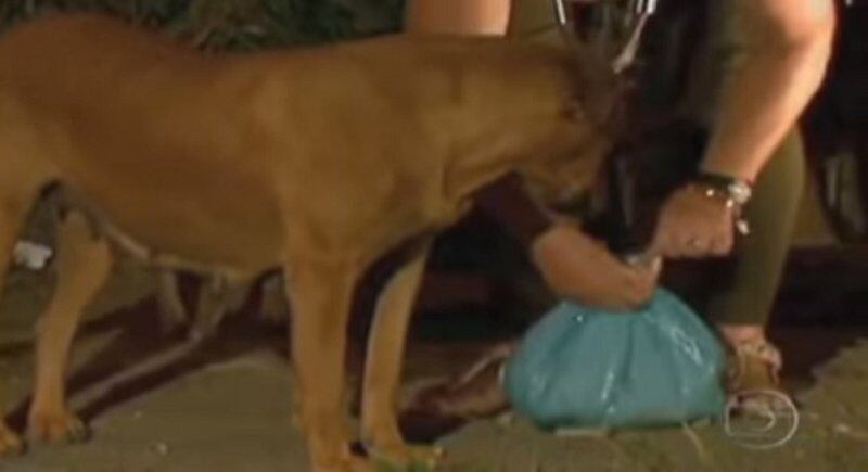 Lucía le proporciona comida que Laira lleva en su hocico al refugio