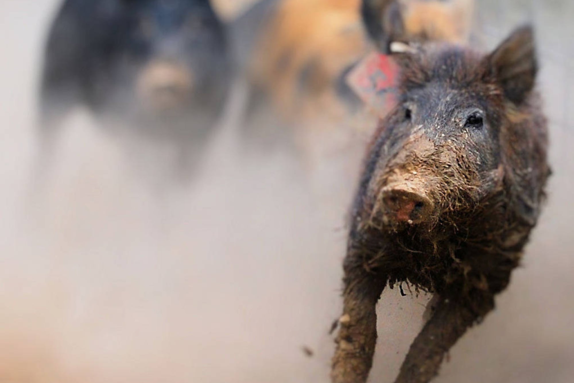 En Texas se estima una población de 2,6 millones de ejemplares