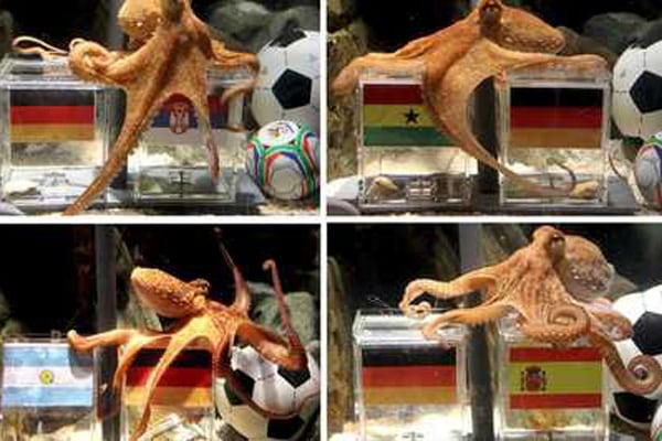 El pulpo Paul, el protagonista del Mundial 2010 que recibió amenazas de muerte por “adivinar” los ganadores 5 El pulpo Paul acertó en todas sus