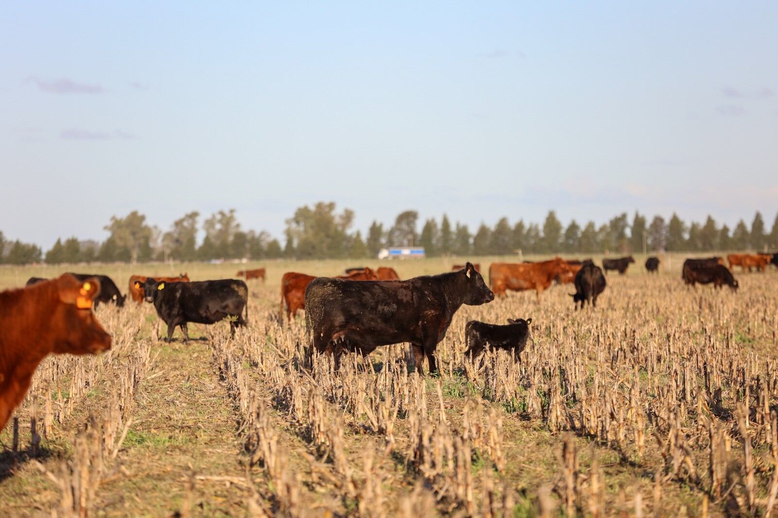Rodeo de vacas con ternero