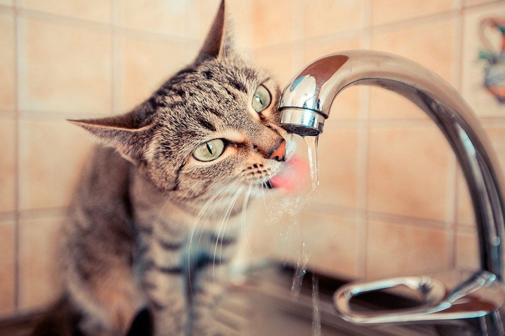 La hidratación es fundamental para que los gatos no sufran un golpe de calor