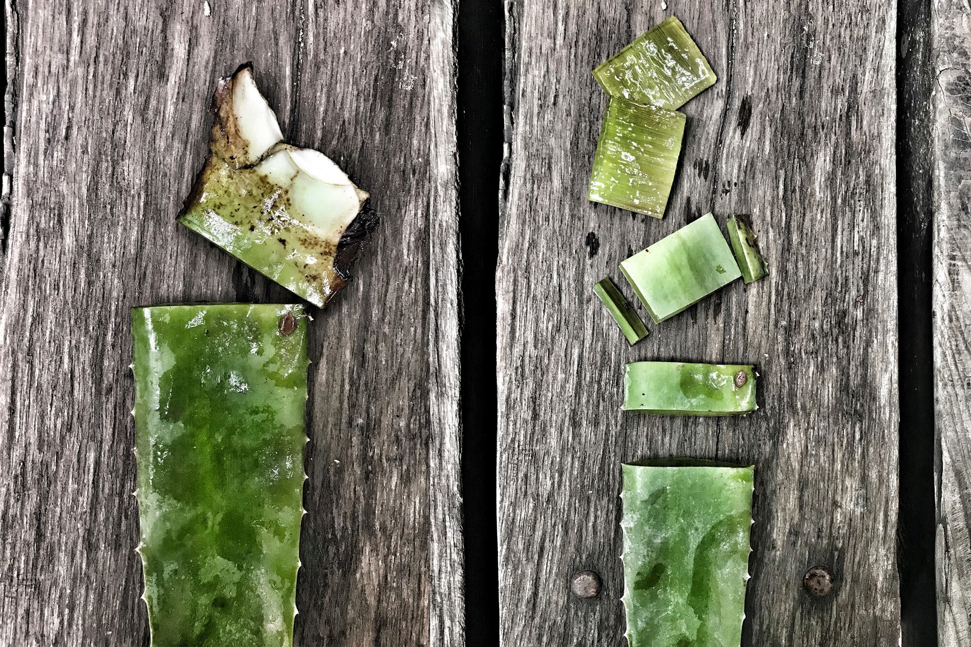 Dentro de la familia de los aloes, el aloe vera es el que más vitaminas, minerales, aminoácidos, enzimas y hormonas aporta a la piel