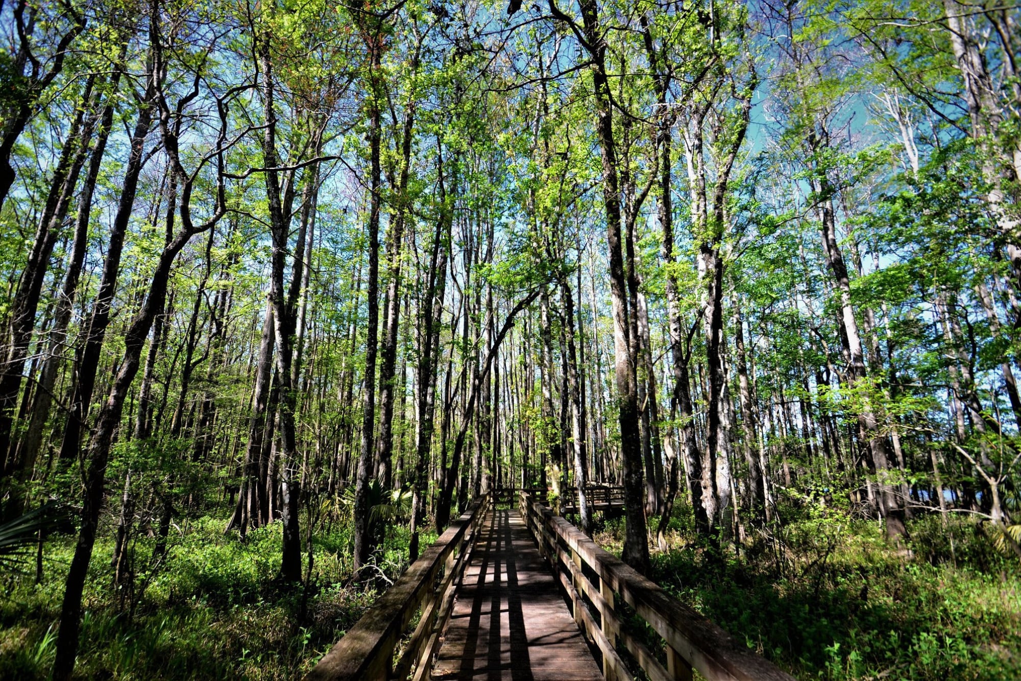 Los senderos de Cedar Key invitan a recorrer antiguos trazados ferroviarios y a descubrir la memoria natural del lugar