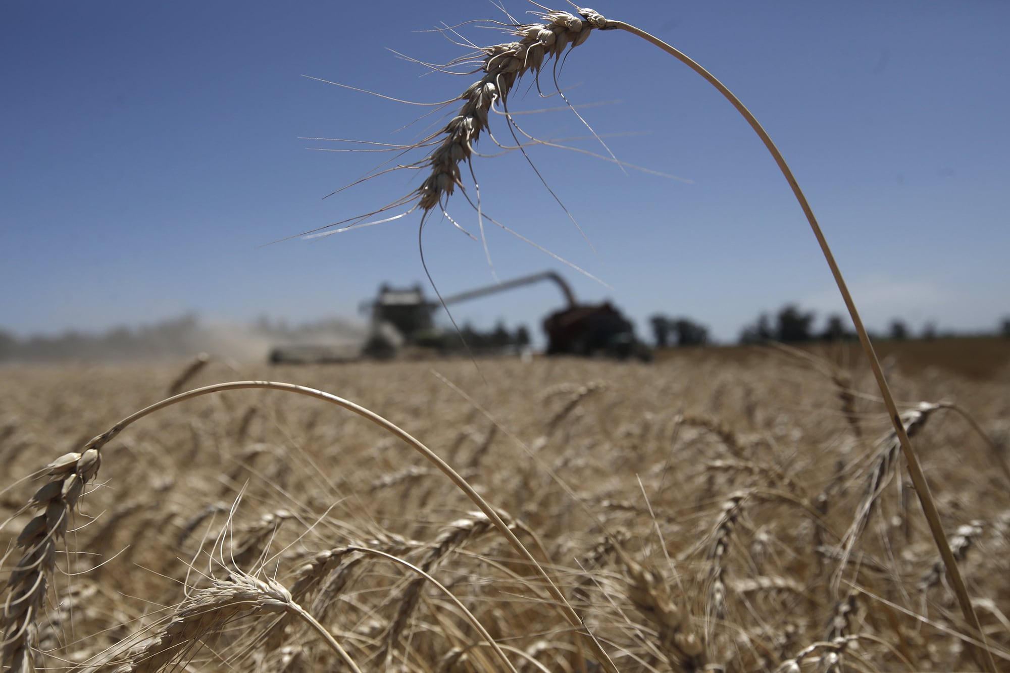 Destacan la reducción de los precios de los insumos para la siembra de trigo