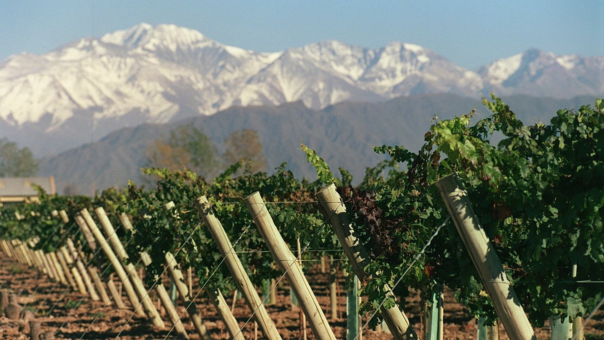 Los productores dicen que los precios ofrecidos son de quebranto