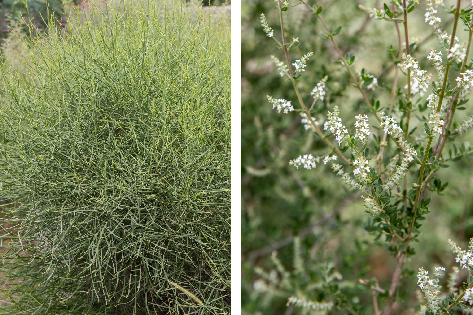 Baccharis articulata y Aloysia gratissima, dos especies silvestres de fácil mantenimiento