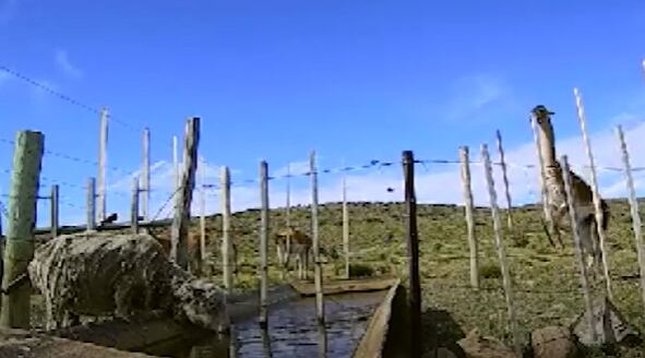 Expertos del INTA estudiaron barreras para que los guanacos no tomen el agua de las ovejas